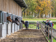 BP011124-117 - Ben Pauling Stable Visit